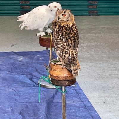 Himalayas English Owls